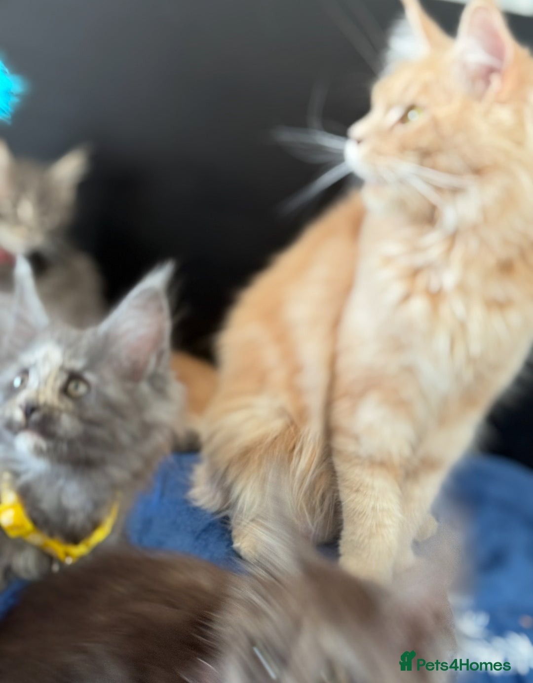 Maine Coon cats for sale: Pedigree MainCoon Kittens  - Image 5