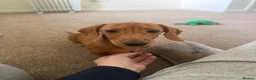 Miniature Dachshund dogs for sale: ⭐️⭐⭐️⭐️⭐️ Last 1 Male Miniature Dachshund Left - Advert 5