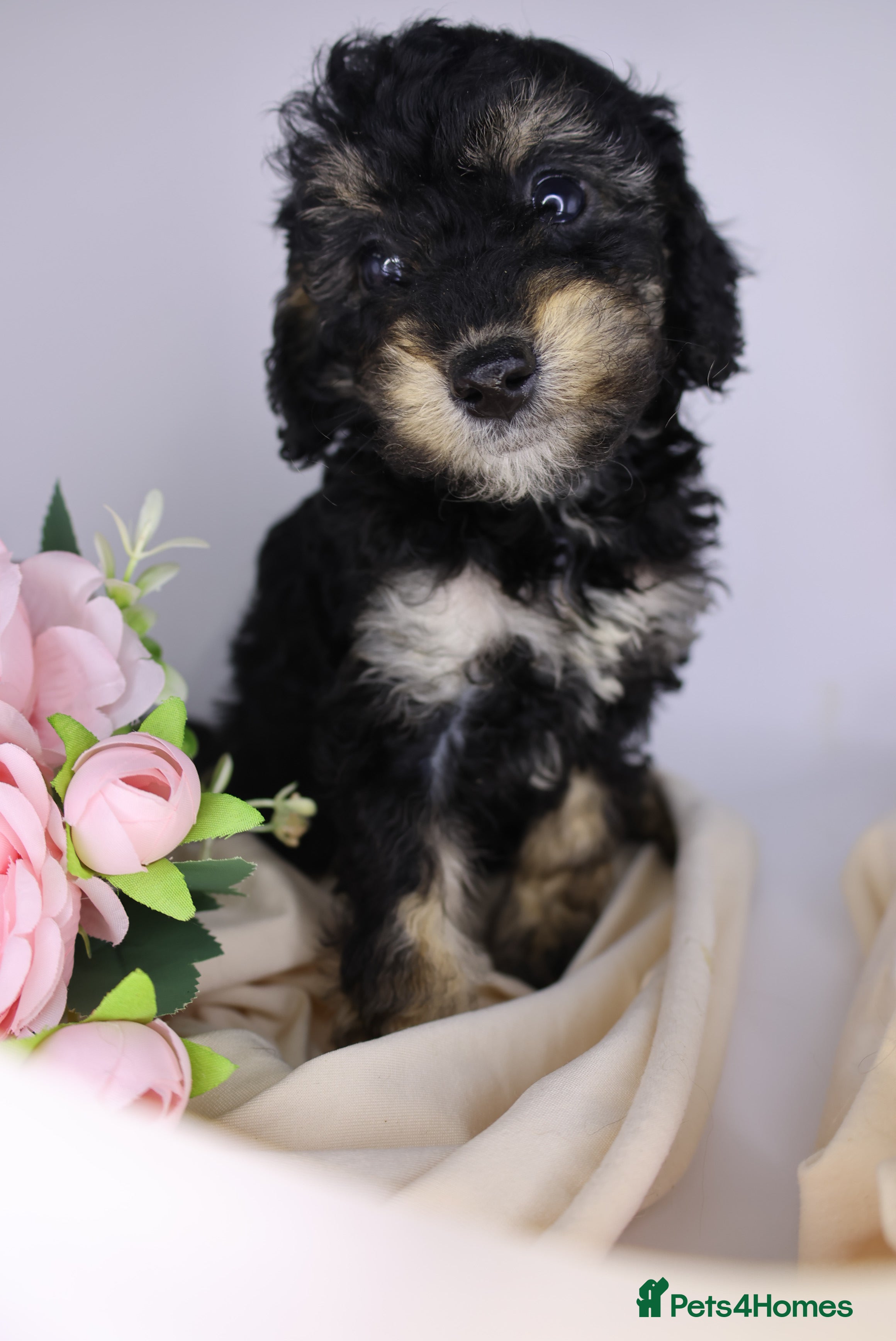 Cockapoo dogs  Miniature Cockapoo ready to leave 👀❤️ - Advert 13