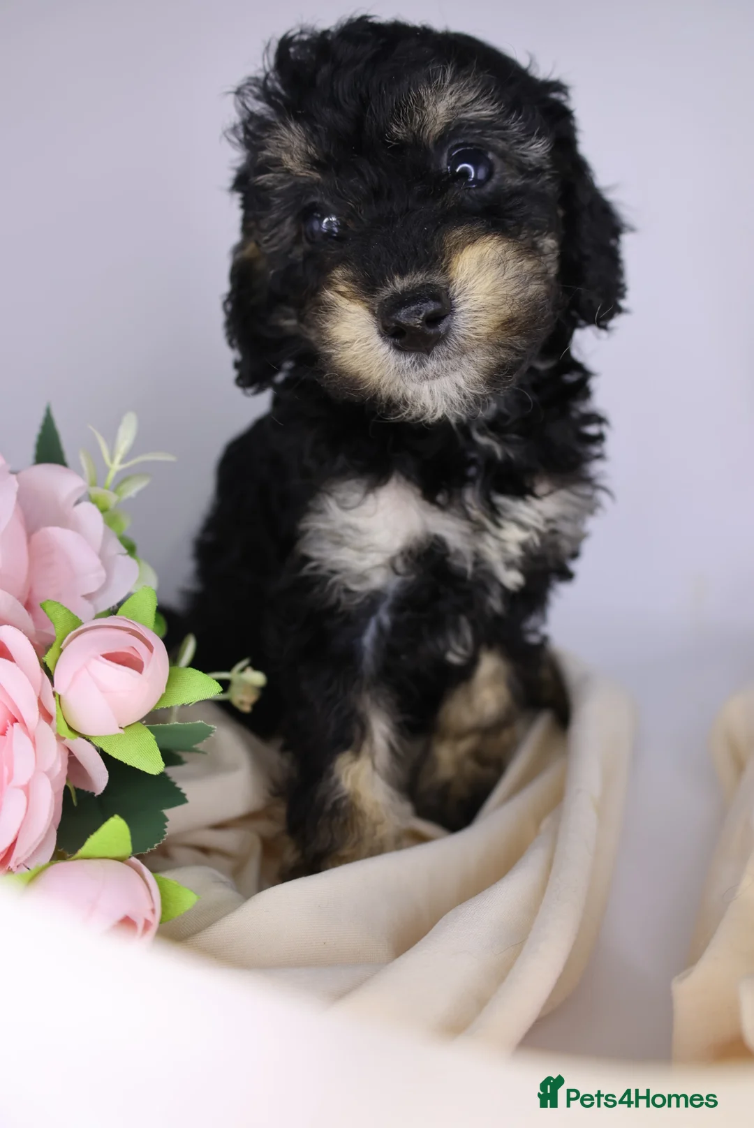 Cockapoo dogs for sale: Cute Miniature Cockapoo Babies - Advert 8