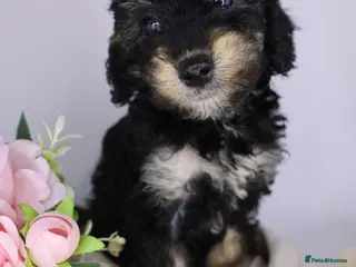 Cockapoo dogs Miniature Cockapoo ready to leave 👀❤️ - Advert 13