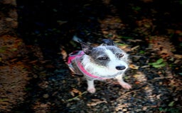 Mixed Breed dogs for adoption: FOR ADOPTION - BUBBA – BEAFORD, DEVON  - Image 11