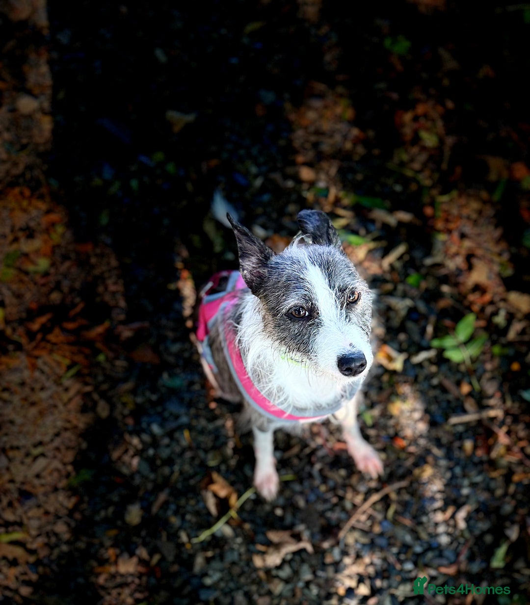 Mixed Breed dogs for adoption: FOR ADOPTION - BUBBA – BEAFORD, DEVON  - Image 11