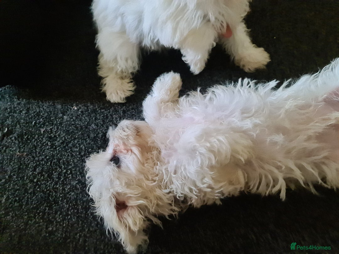 Bichon Frise dogs for sale: 2 Fluffy Bichon Frise puppies looking for a home! - Image 15