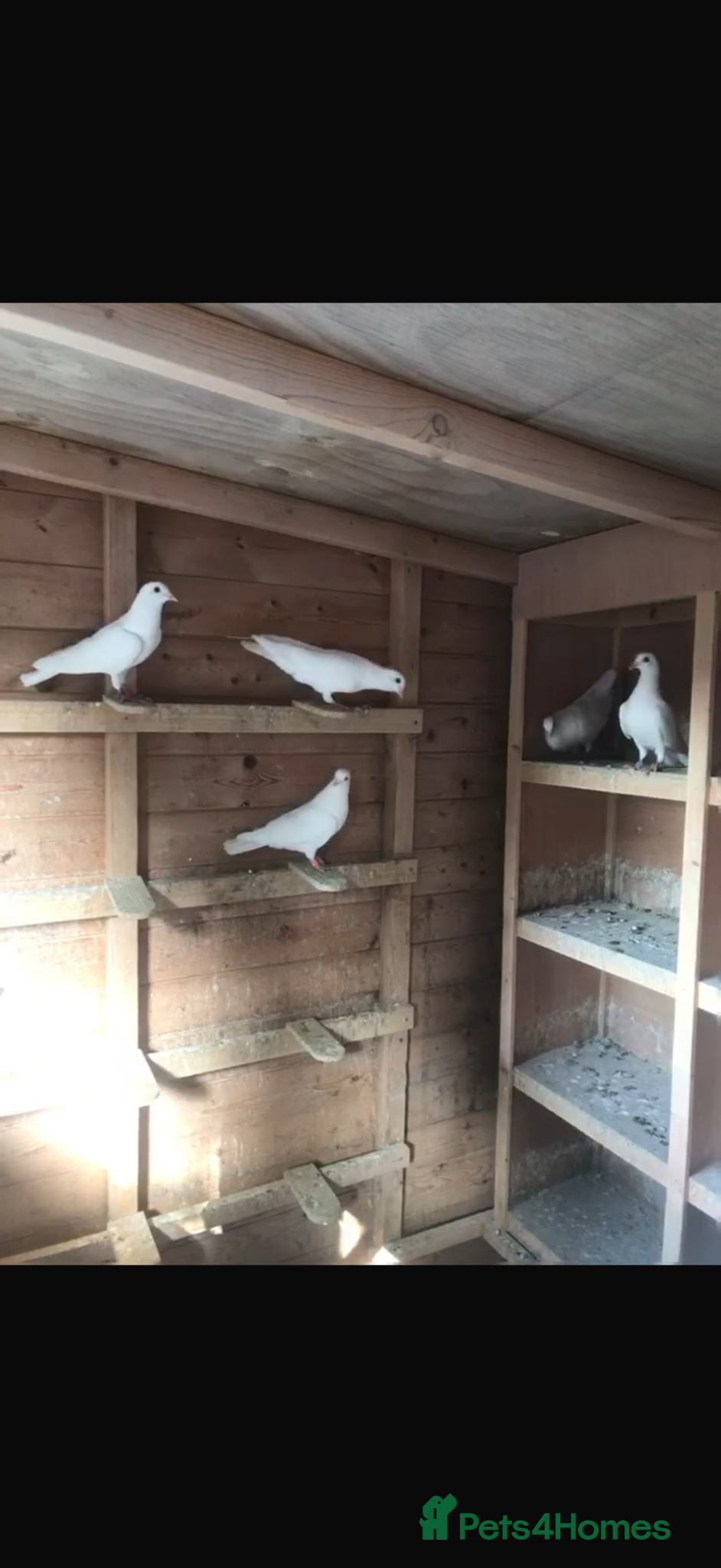 Pigeons birds White doves - Advert 2