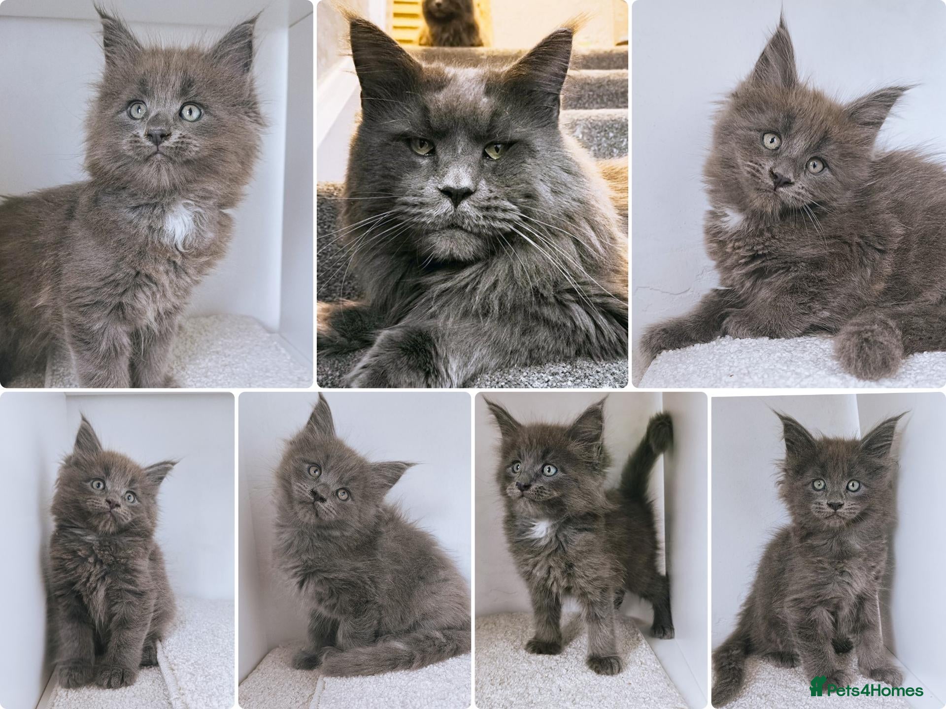 Maine Coon cats Blue maine coon kittens -DNA health tested parents - Advert 8