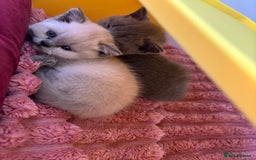 British Shorthair cats for sale: British short hairs  - Image 26