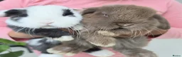Mini Lop rabbits for sale: Purebred Minilops - 5 LEFT - Advert 6