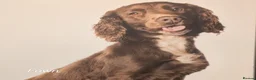 Mixed Breed dogs for sale: Beautiful Sproodle Puppies - Advert 4