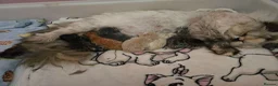 Exotic cats for sale: GCCF Registered Exotic kittens - Advert 8