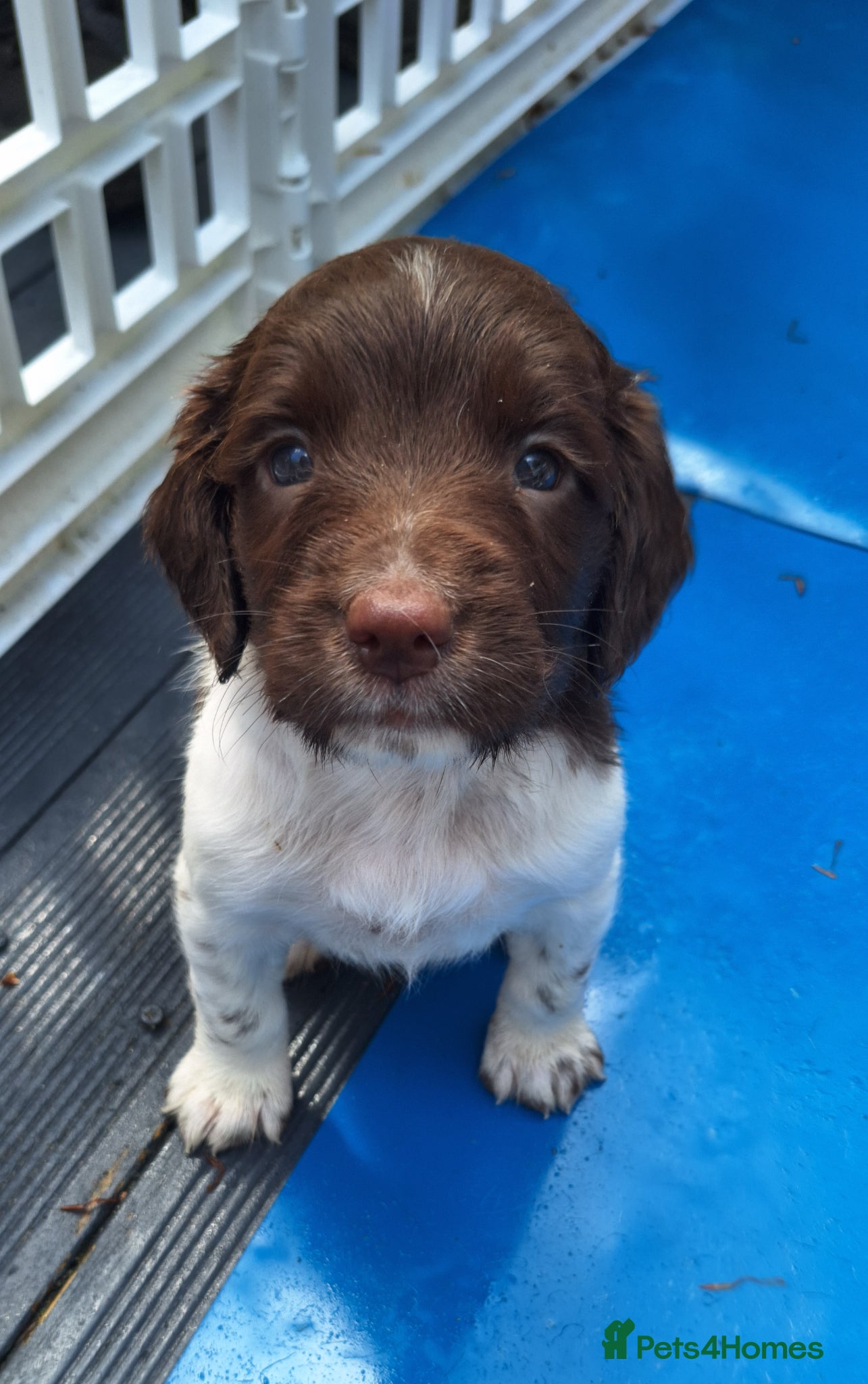 English Springer Spaniel dogs KC Working Springer Spaniel Puppies ready 6th June - Advert 2