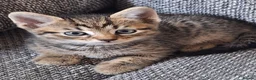 Mixed Breed cats for sale: Beautiful kittens 😻 - Advert 10