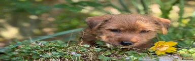 Mixed Breed 3