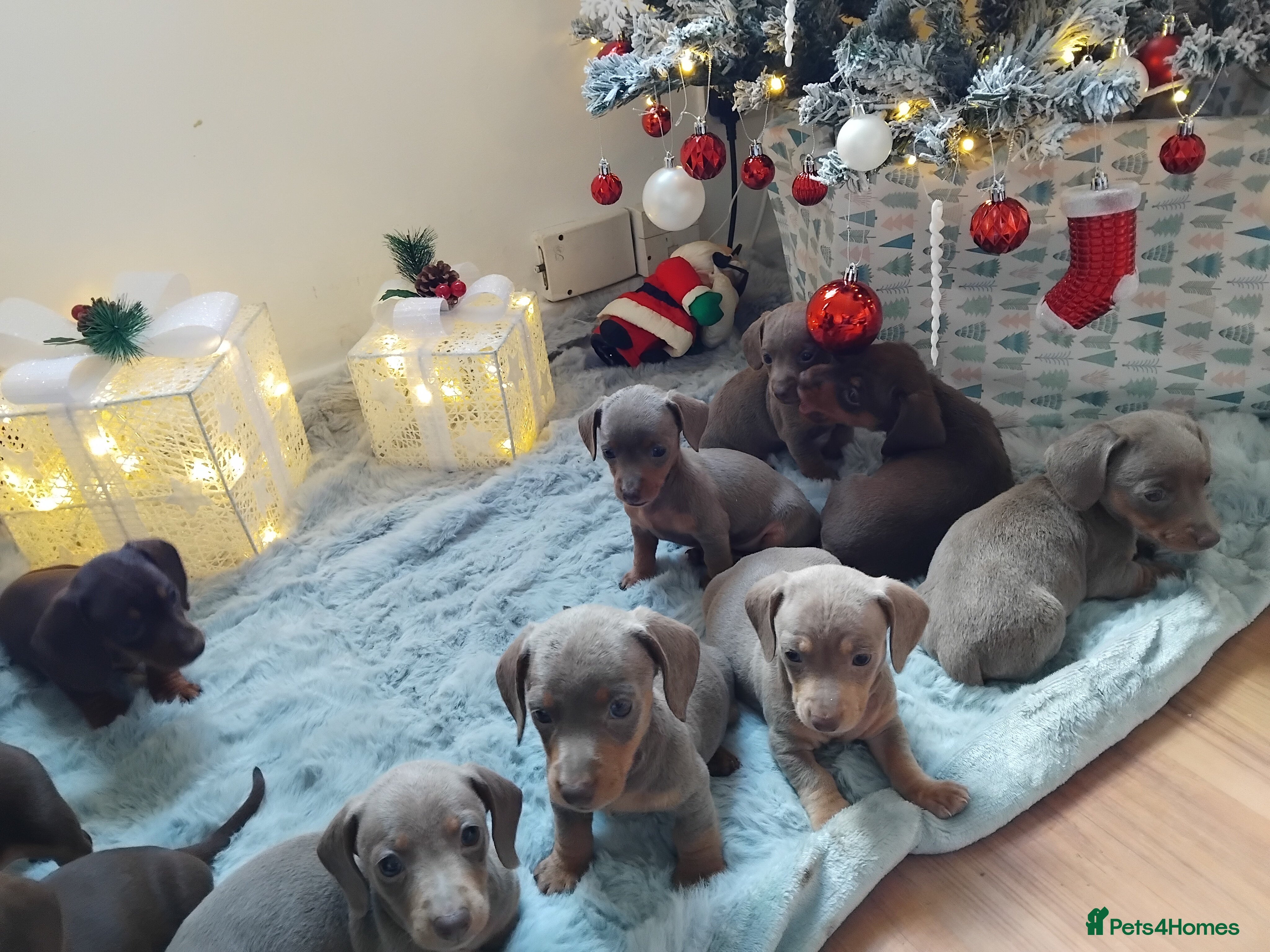 Dachshund dogs Stunning litter of 10 playful Dachshund 😊 - Advert 6