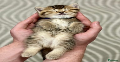 Scottish Fold cats - Advert 9