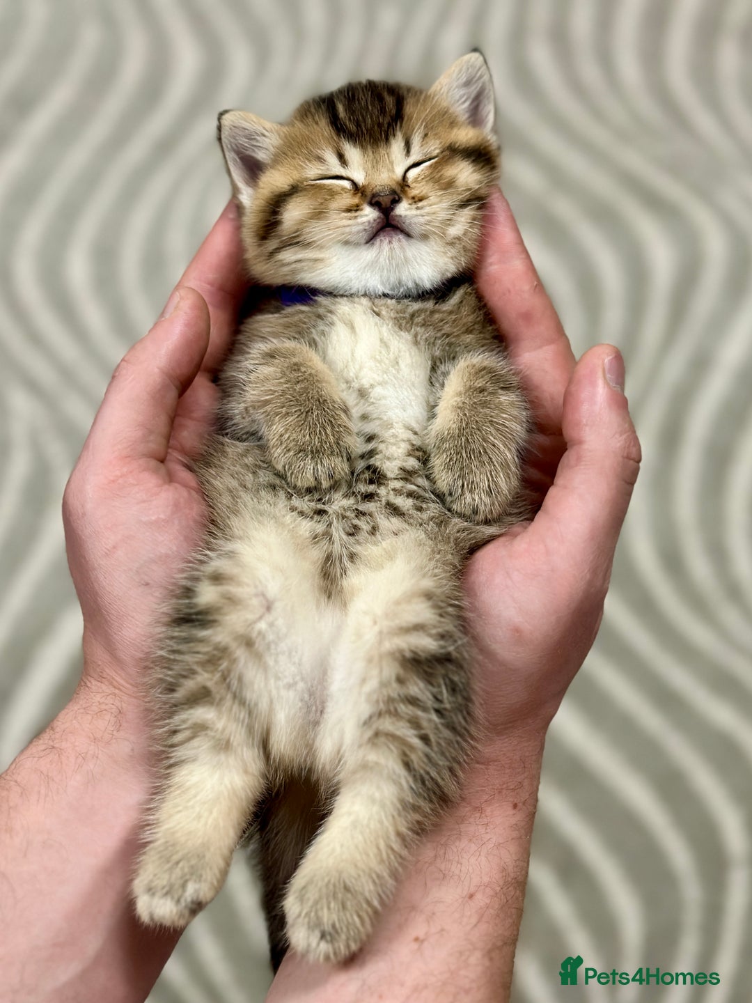 Scottish Fold cats for sale: Scottish Fold Kittens ( only 2 left ) - Image 3
