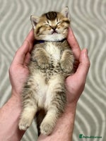 Scottish Fold cats - Advert 5