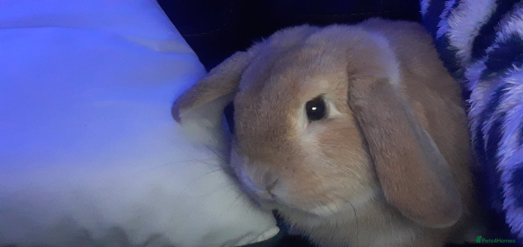 Mixed Breed rabbits for sale: Rabbits for sale  - Advert 10