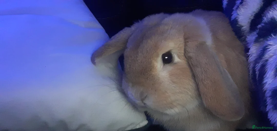 Mixed Breed rabbits for sale: Rabbits for sale  - Advert 10