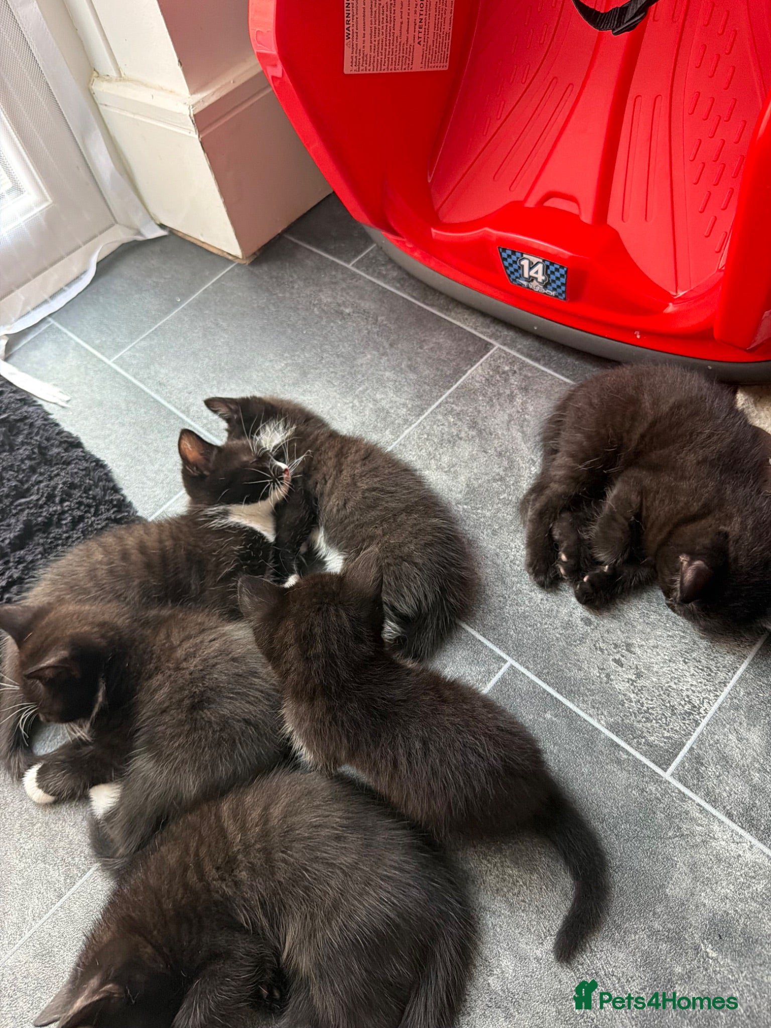 Domestic Shorthair cats 5 kittens  - Advert 1