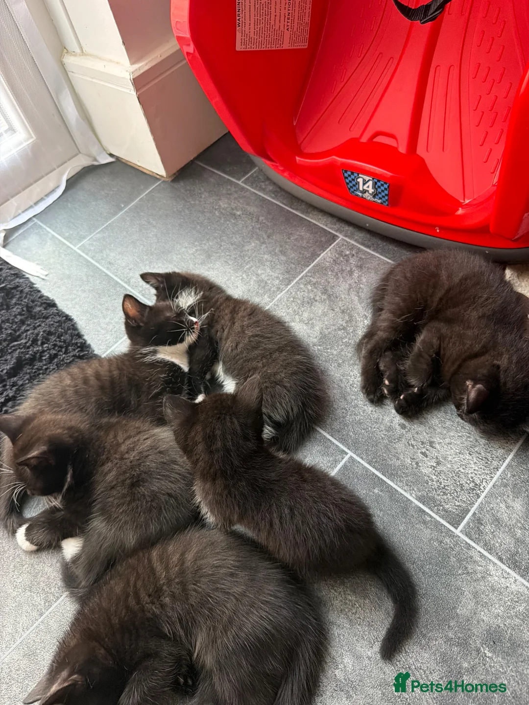 Domestic Shorthair cats for sale: 5 kittens  in Nottingham - Advert 1