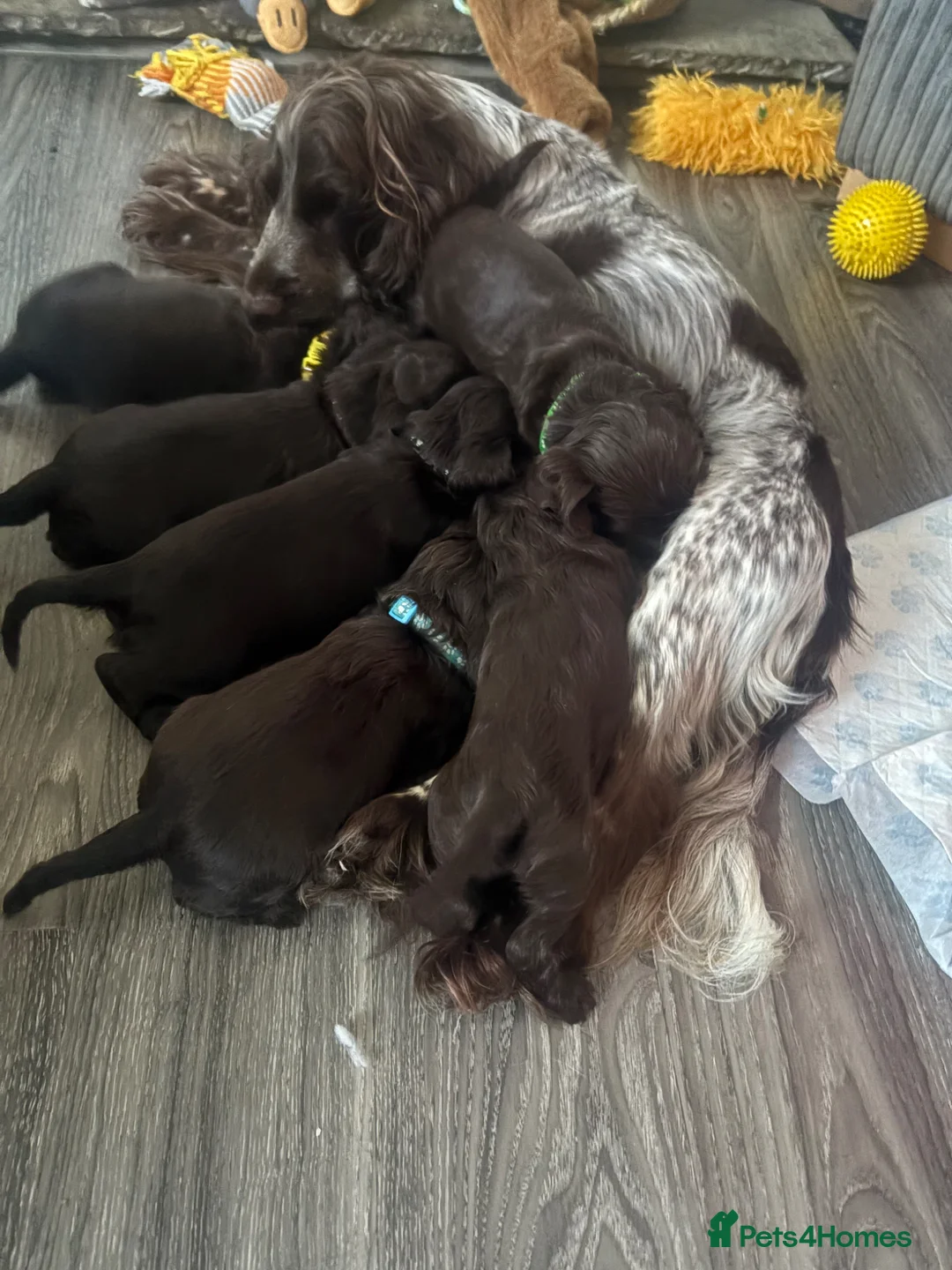 Cocker Spaniel dogs for sale: 100%show cocker spanials - Advert 1
