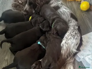 Cocker Spaniel dogs 100%show cocker spanials - Advert 3