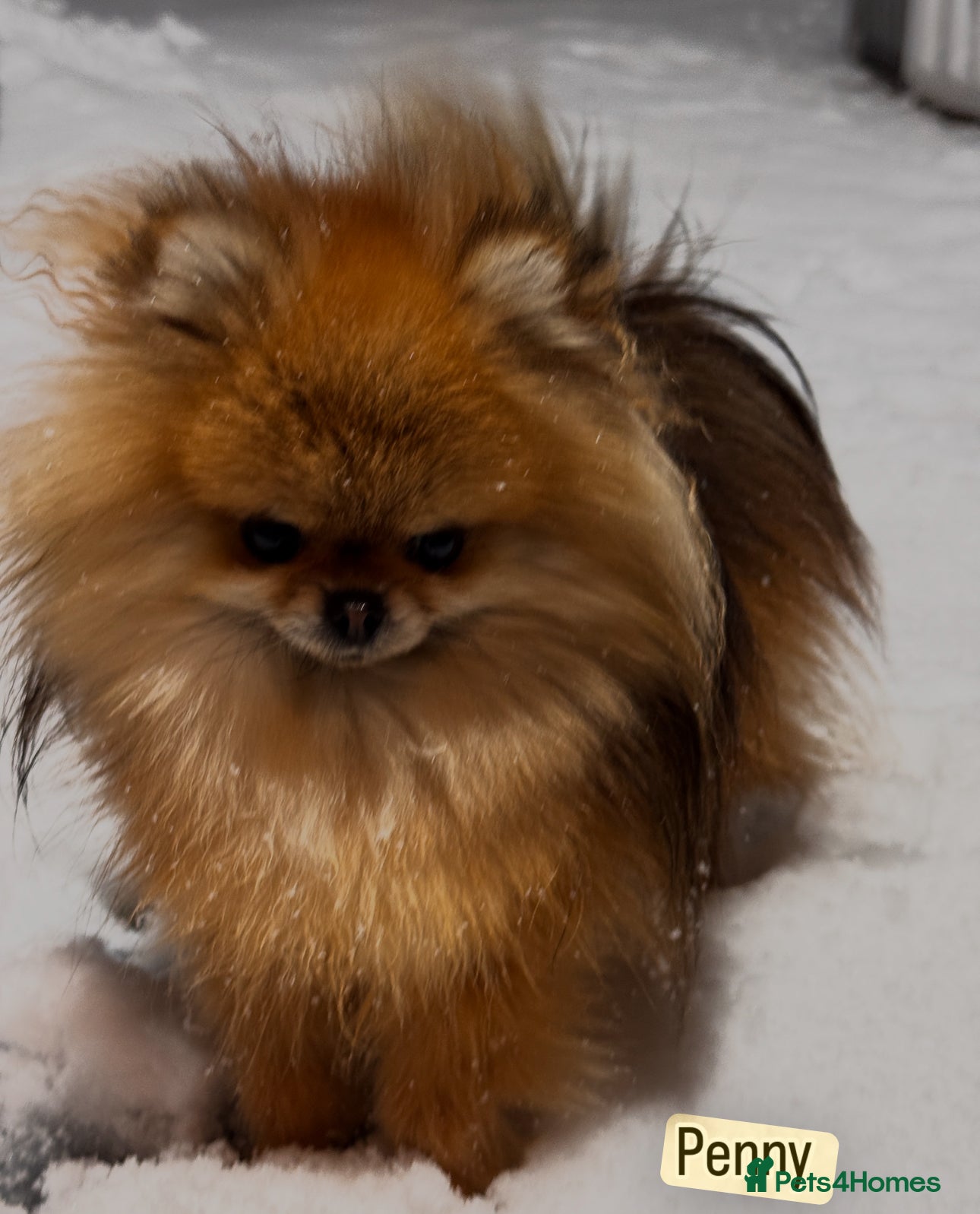 Pomeranian dogs Fully Grown Tiny Adult Pomeranian  - Advert 9