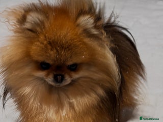 Pomeranian dogs Fully Grown Tiny Adult Pomeranian - Advert 9