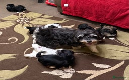 Havanese dogs for sale: Beautiful Havanese Puppies  - Image 28