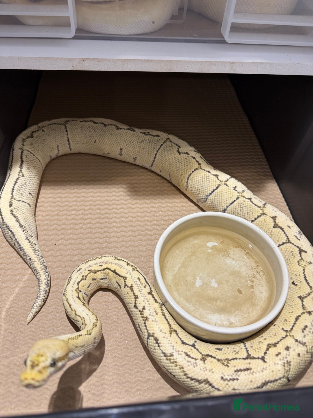 Python Snake reptiles for sale: Ball python group and snake rack setups  - Advert 9