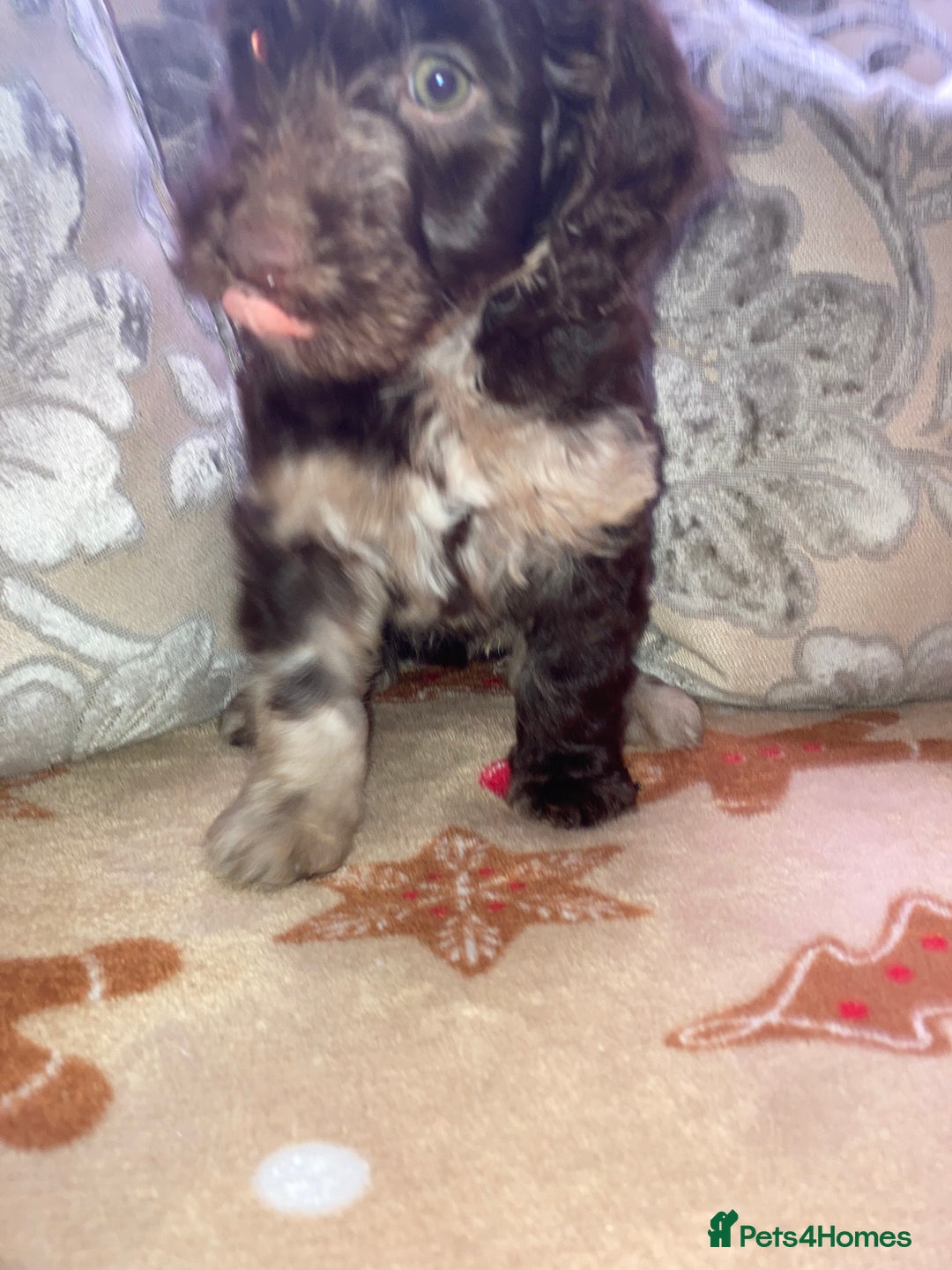 Cockapoo dogs for sale: Merle Cockapoos - Advert 6