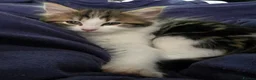Turkish Angora cats for sale: 5 wonderful fur babies (4girls,1boy) in London - Advert 9