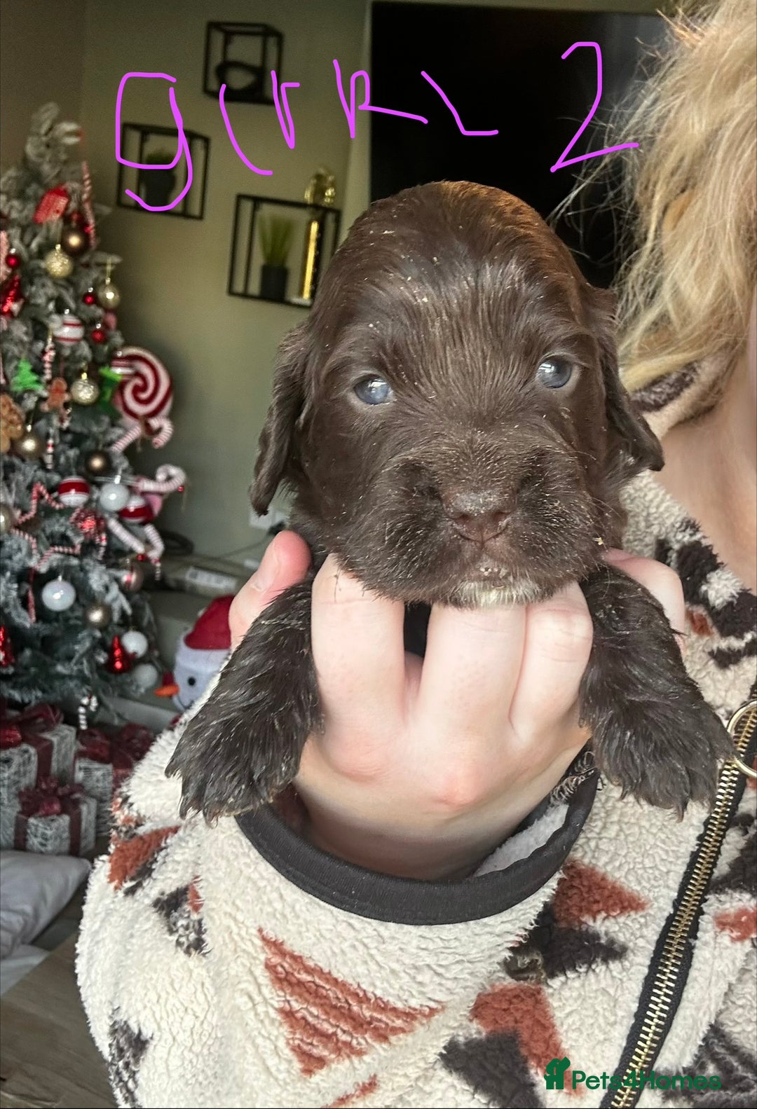 Sprocker dogs for sale: ONE BLACK BOY LEFT❤️‍🩹 - Advert 18