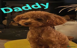 Shihpoo dogs for sale: Shihpoo Shih Tzu x Poodle (Shoodle) Puppies - Image 20