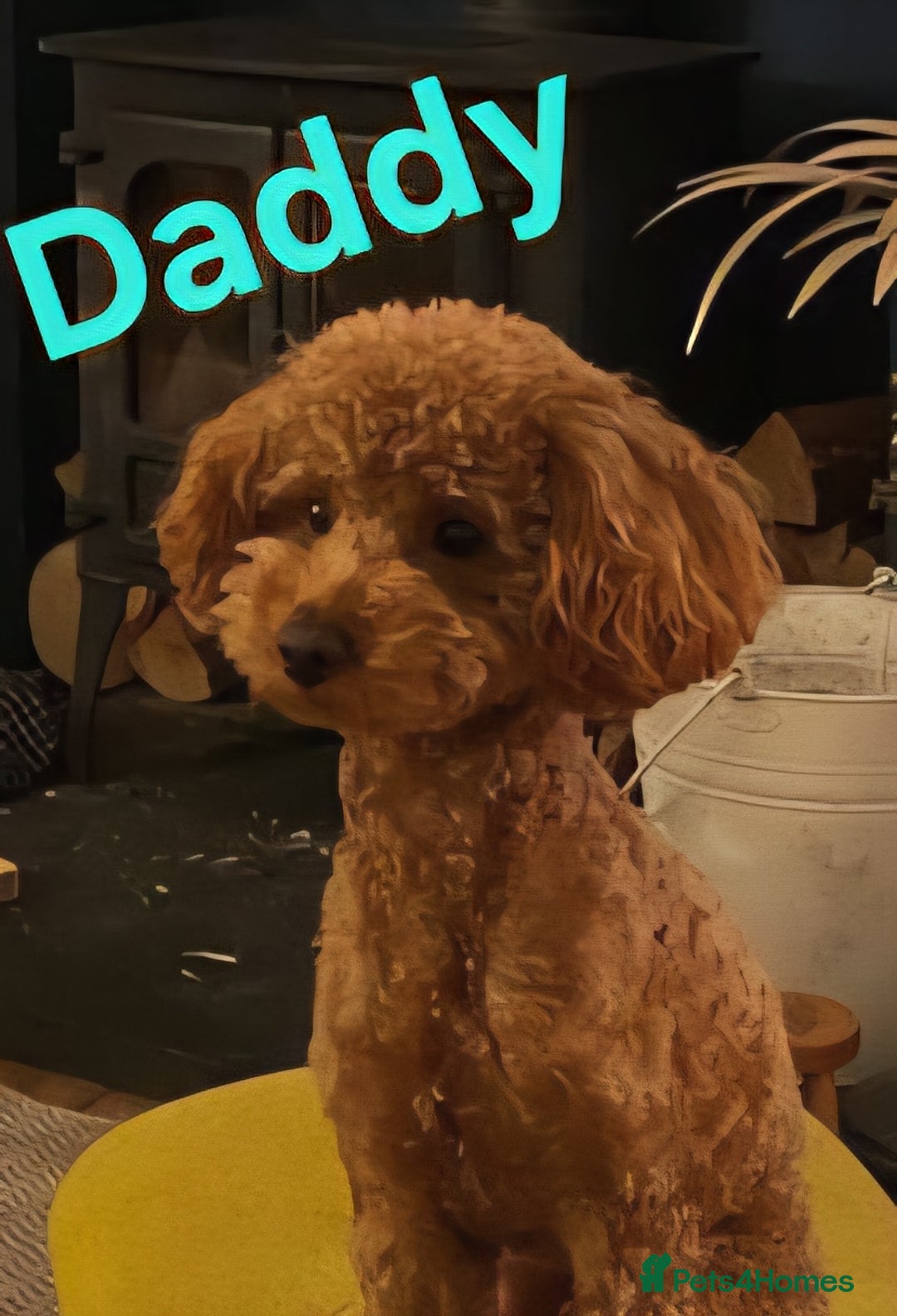 Shihpoo dogs for sale: Shihpoo Shih Tzu x Poodle (Shoodle) Puppies - Image 20