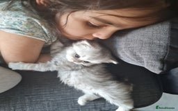 Persian cats for sale: Persian Chinchilla  - Image 4