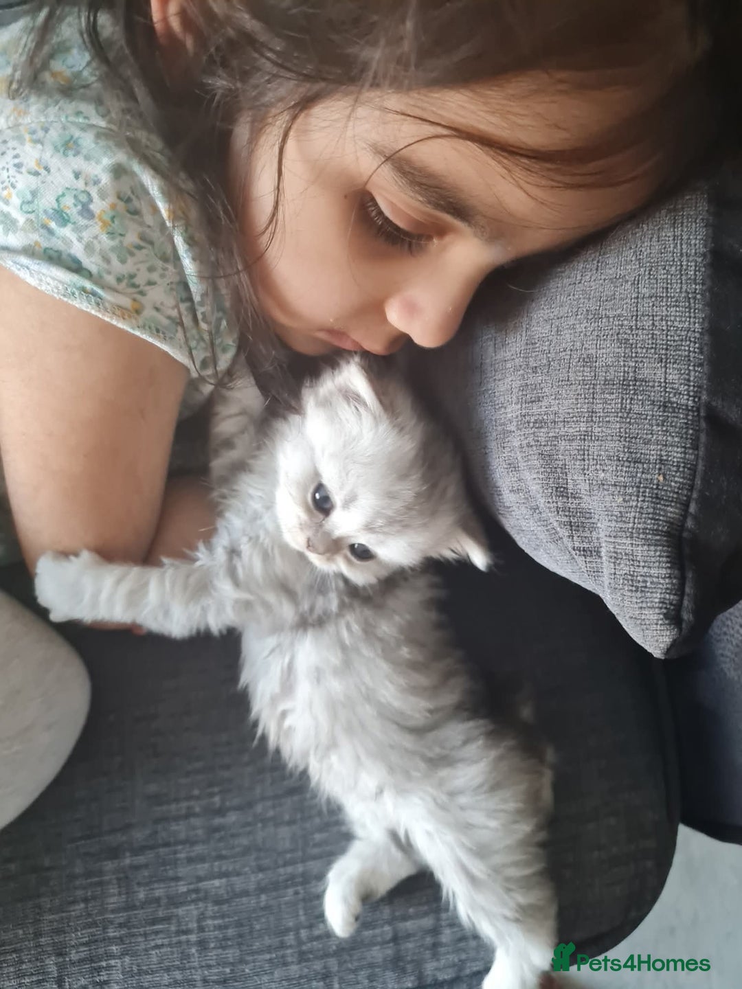 Persian cats for sale: Persian Chinchilla  - Image 4