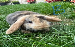 Mini Lop rabbits for sale: Mini Lop Male and Female Rabbits For Sale  - Image 21