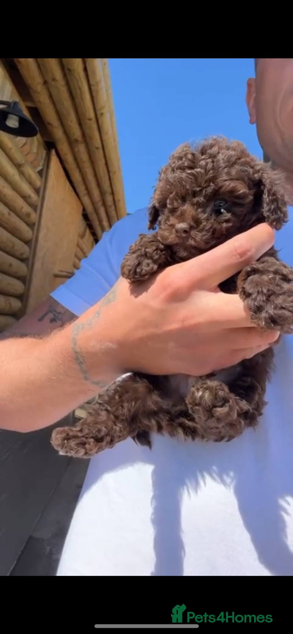 Miniature Poodle dogs Miniature asian poodles - Advert 1