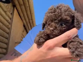 Miniature Poodle dogs Miniature asian poodles - Advert 1