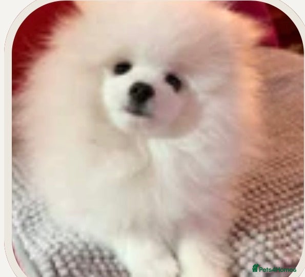 Pomeranian dogs Stunning Pedigree Puppy Male  - Advert 1