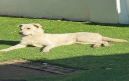 Mixed Breed dogs for sale: Forever home needed - Image 1