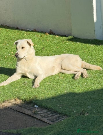 Mixed Breed dogs - Advert 1