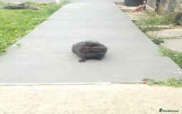 Lionhead rabbits for sale: Pure Lionhead Rabbit For Sale - Image 1