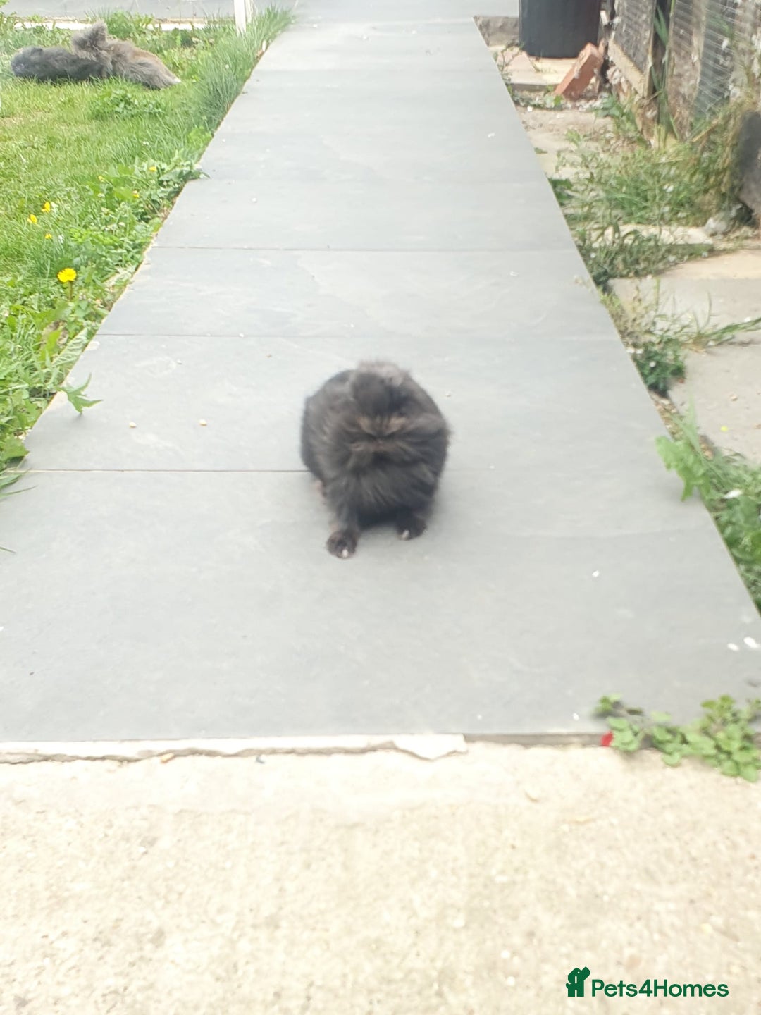 Lionhead rabbits for sale: Pure Lionhead Rabbit For Sale - Image 1