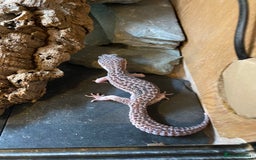 Leopard Gecko reptiles for sale: Snow leopard gecko and vivarium  - Image 5
