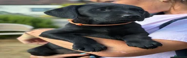 Orange Collar