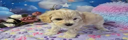 Maltipoo dogs for sale: Stunning Toy F1 Apricot & Cream maltipoo's - Advert 22