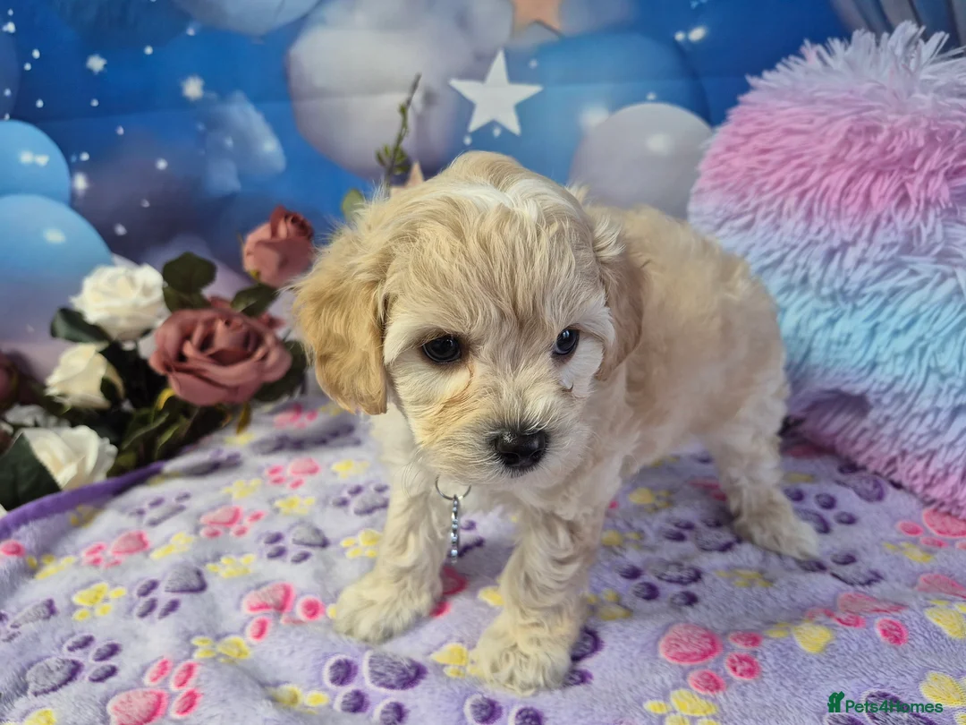 Maltipoo dogs for sale: Stunning Toy F1 Apricot & Cream maltipoo's - Advert 22